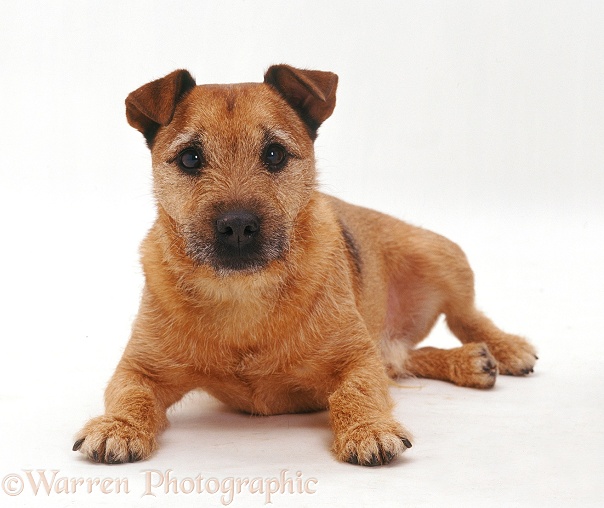 Terrier dog, Tigger, lying with head up, white background