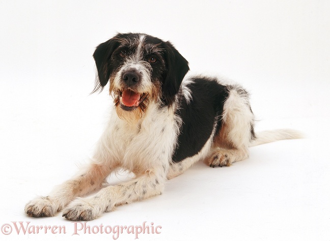 Pointer-cross, Harry, 6 years old, white background