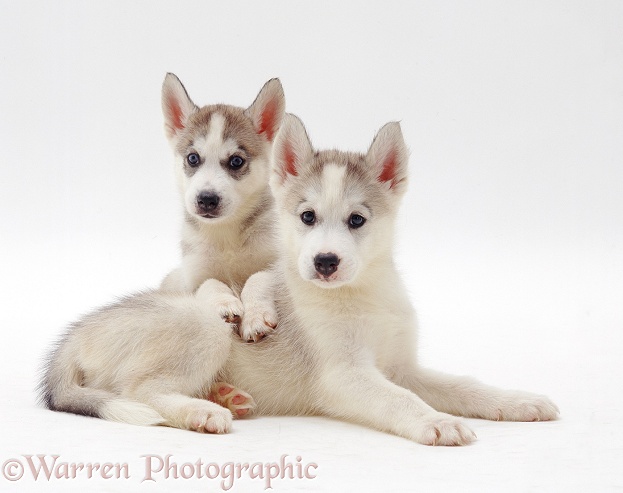 Two Siberian Husky pups, 7 weeks old, lying together, white background