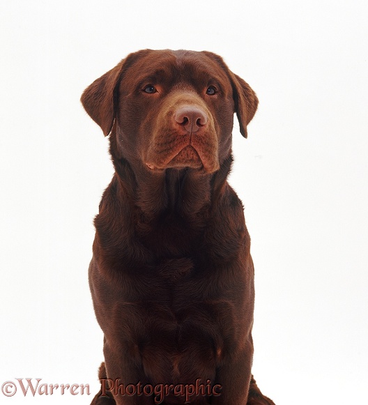 Chocolate Labrador dog, Einstein, white background