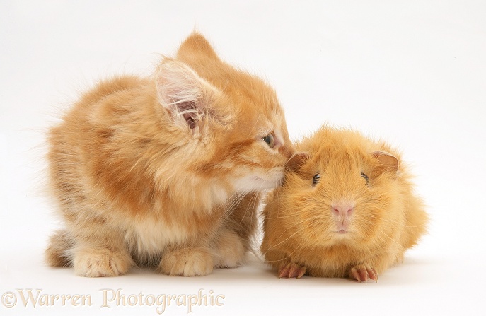 Ginger Maine Coon kitten meeting a ginger Guinea pig, white background
