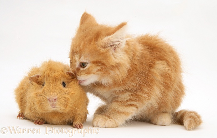 Ginger Maine Coon kitten licking a ginger Guinea pig, white background