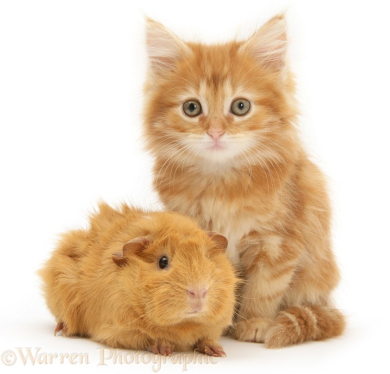 Ginger Maine Coon kitten with a ginger Guinea pig, white background