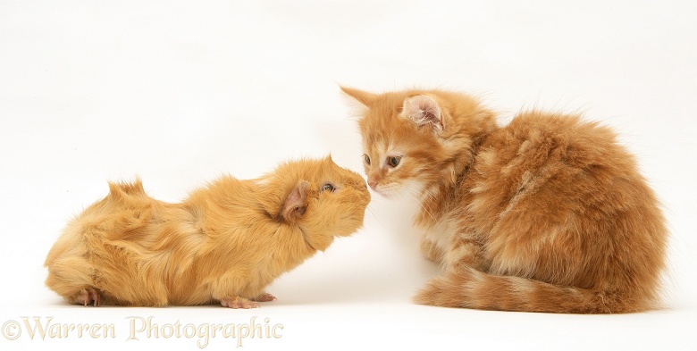 Ginger Maine Coon kitten meeting a ginger Guinea pig, white background