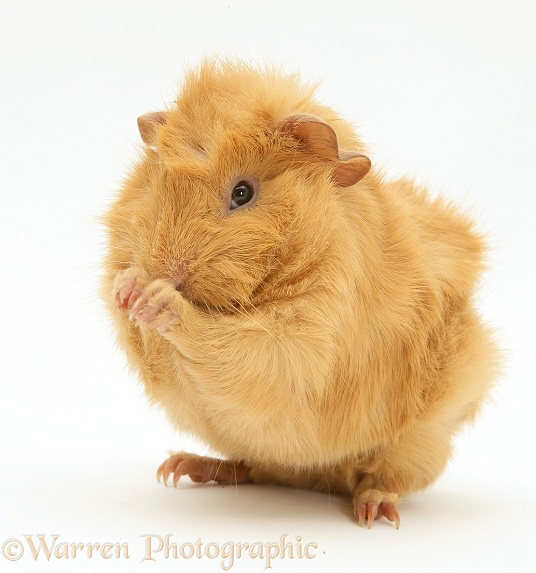 Young red Abyssinian bad-hair-day Guinea pig, washing itself, white background