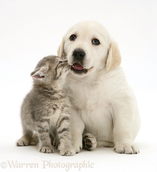 Yellow Goldador Retriever pup with blue tabby kitten, white background