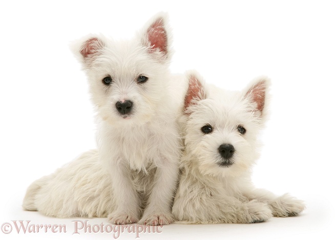 West Highland White Terrier pups, one paws over her sister's back, white background