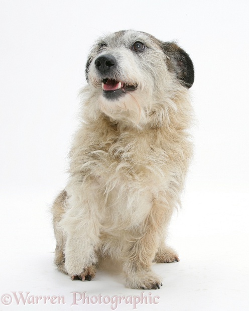 Patterdale x Jack Russell Terrier, Jorge, with a lame paw, white background
