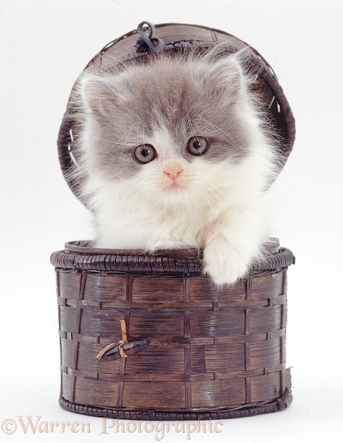 Blue bicolour Persian-cross kitten, Angus, 7 weeks old, in a small lidded basket, white background