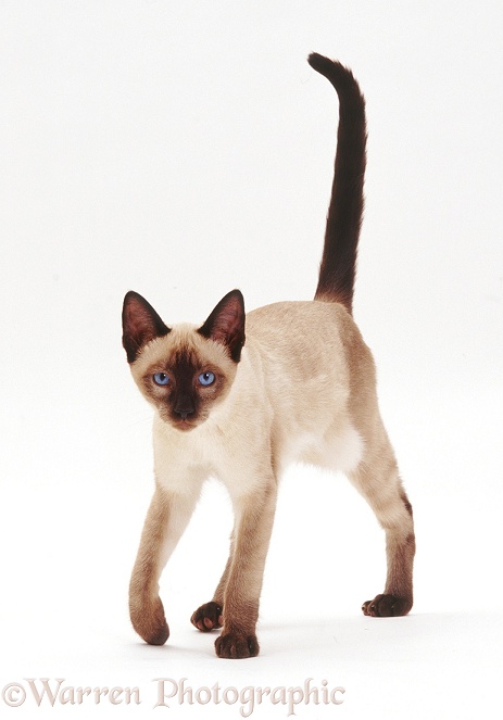 Young seal-point Siamese x Bengal male cat (Minty x Eyebright), white background