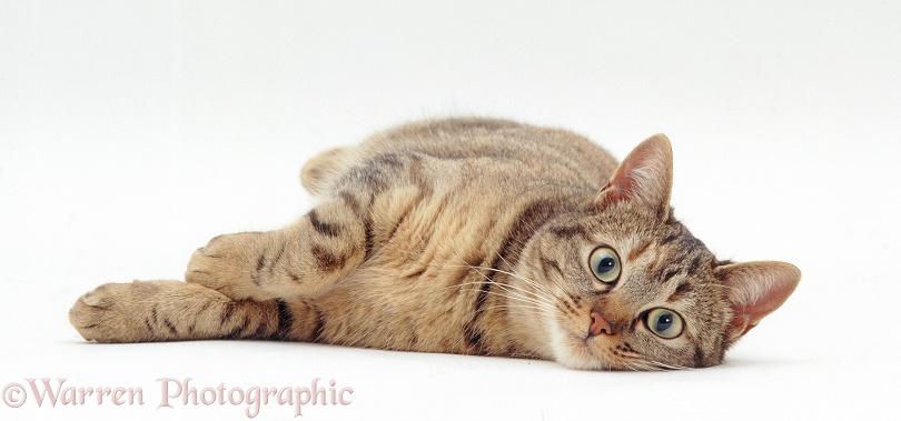 Oestrus tabby female cat lying down, white background