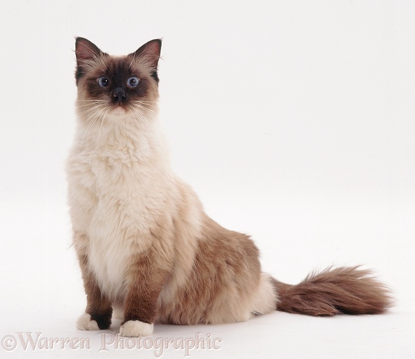Mitted seal-point Ragdoll male cat, Kaliph, white background