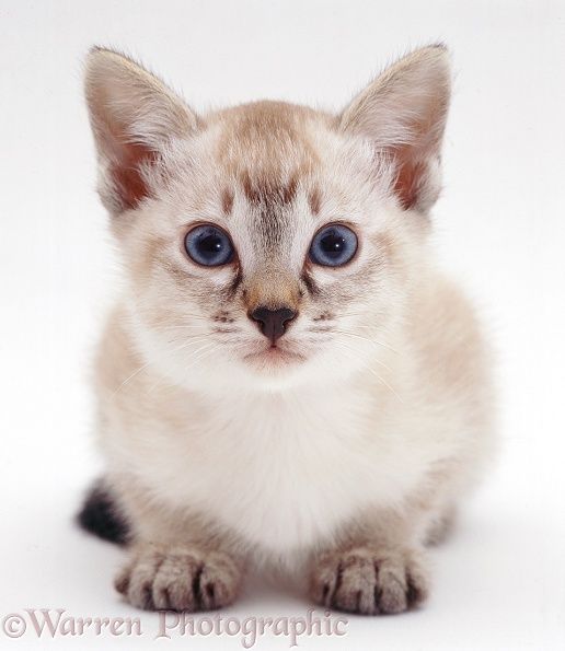 Tabby-point Siamese kitten, crouched and mistrustful, white background