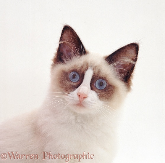 Young bicolour Ragdoll male cat, 18 weeks old, white background