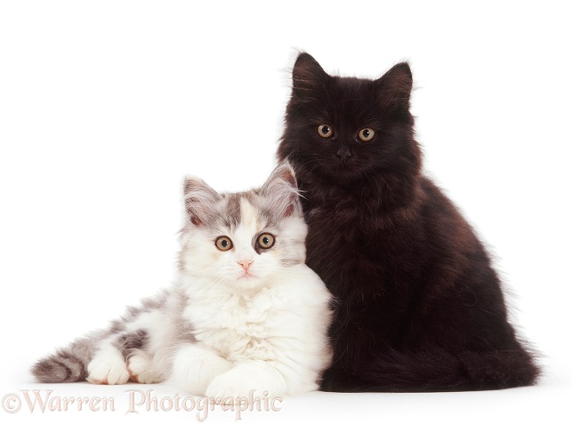 Chinchilla Persian-cross kittens (Cosmos x Specs), white background