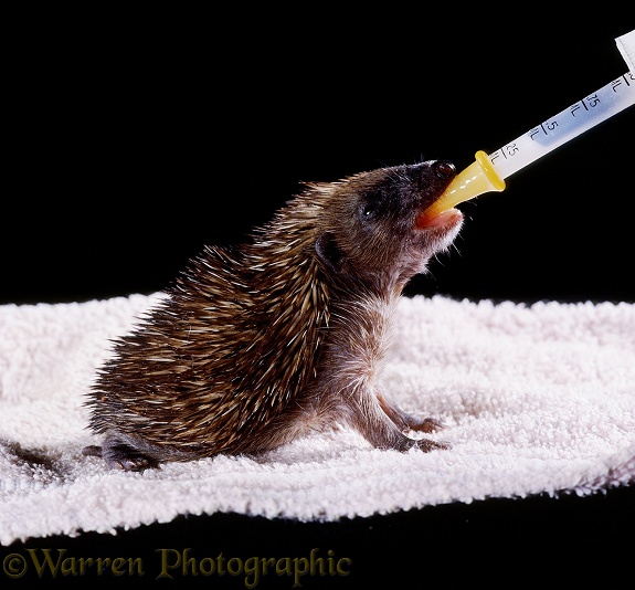 Baby Hedgehog (Erinaceus europaeus), 2 weeks old,  being hand-reared
