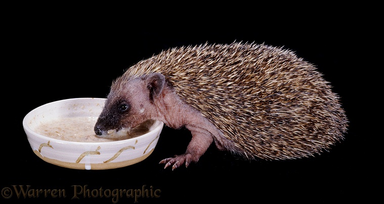 Baby Hedgehog (Erinaceus europaeus), 8 weeks old, eating milky cereal