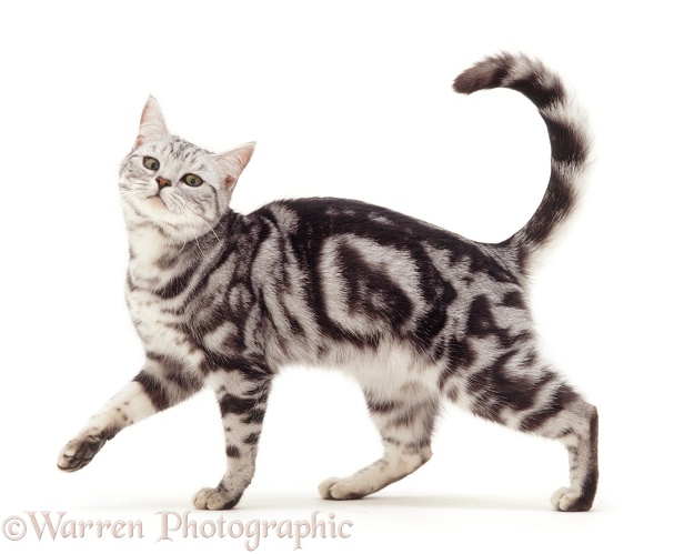 Silver tabby cat, Asphodel, 2 years oldt, walking across, white background