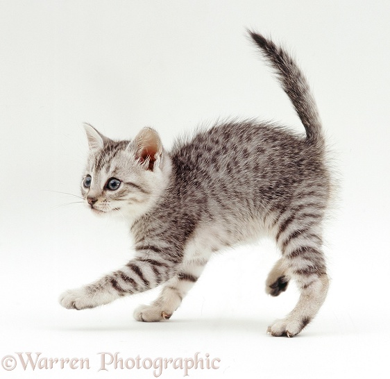 Playful silver spotted kitten (Tagor x Aster), 7weeksold, white background