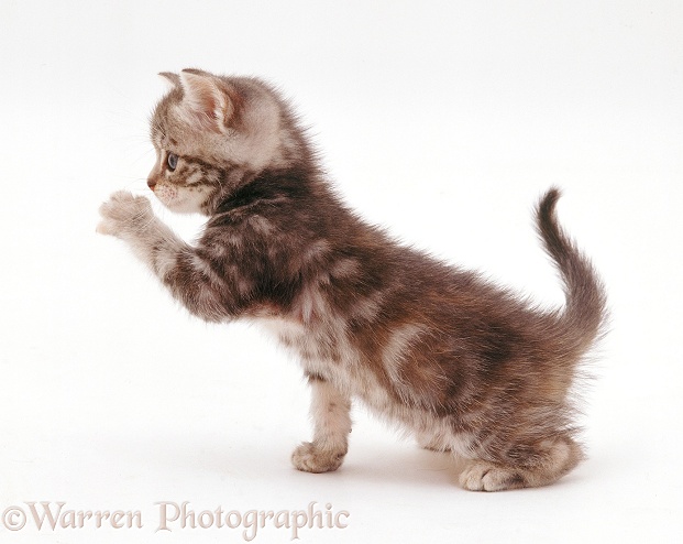 Playful tabby kitten, 6 weeks old, white background