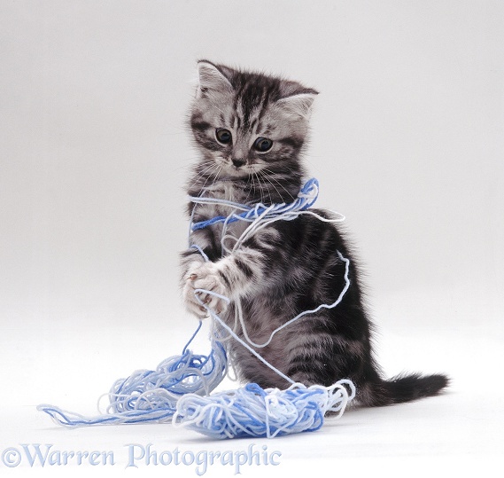 Silver tabby British Shorthair-cross kitten playing with blue wool, white background