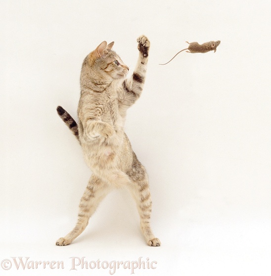 Tabby Siamese-cross mother cat, Dainty I, playing with a mouse to teach her young kittens hunting techniques, white background