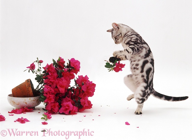 Silver tabby cat, Asphodel, destroying an Azalea pot plant, white background