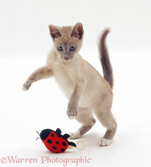 Lilac Tonkinese kitten pouncing string-pull ladybird toy, white background