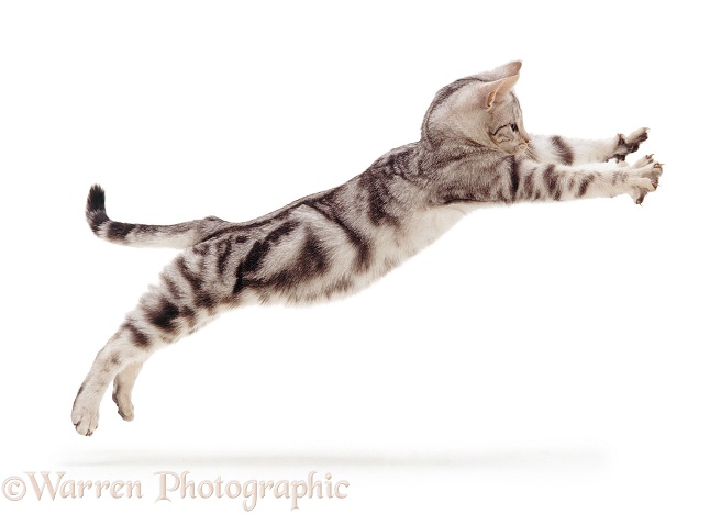 Silver tabby kitten, 4 months old, leaping with paws outstretched, white background