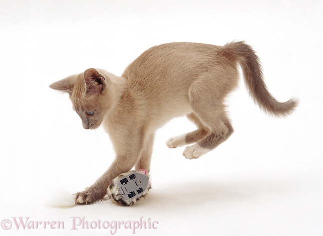 Lilac Tonkinese kitten pouncing a clockwork toy, white background
