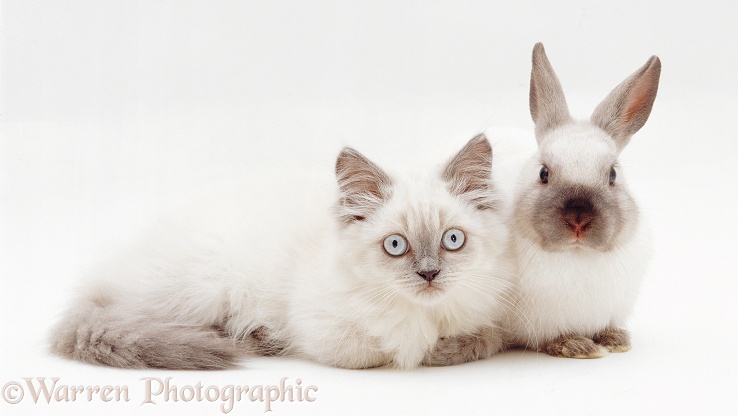 Colourpoint kitten, Scilla, with colourpoint Dwarf rabbit, white background