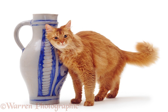 Chocolate Somali female cat, Annie, scent-rubbing against a blue vase, white background