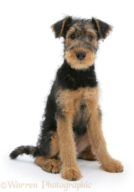 Airedale Terrier bitch pup, Molly, 3 months old, white background