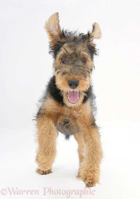 Airedale Terrier bitch pup, Molly, 3 months old, running forward, white background