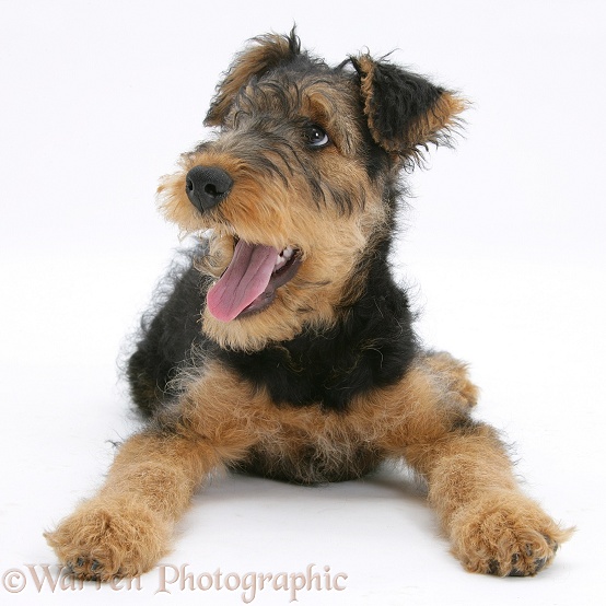 Airedale Terrier bitch pup, Molly, 3 months old, panting, white background