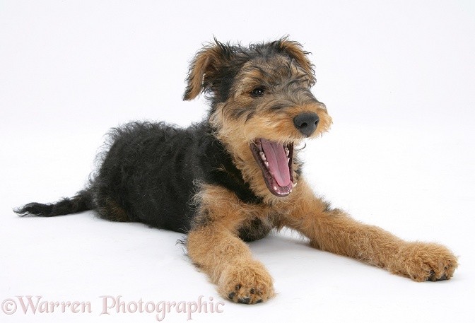 Airedale Terrier bitch pup, Molly, 3 months old, yawning, white background
