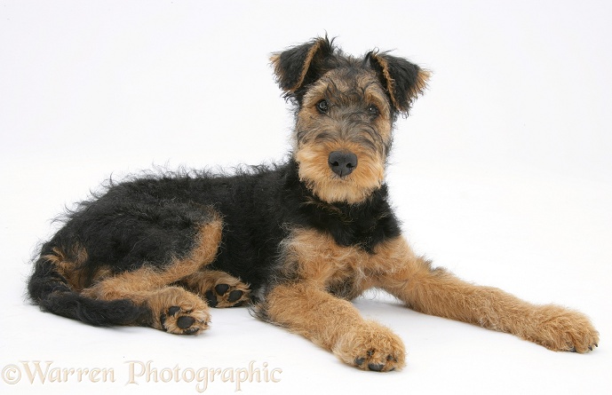 Airedale Terrier bitch pup, Molly, 3 months old, white background