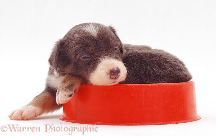 Border Collie-cross pup, 3 weeks old, sleeping in a bowl, white background