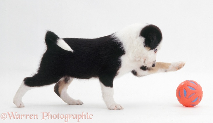Tricolour Border Collie pup, Megan, 6 weeks old, with a ball, white background