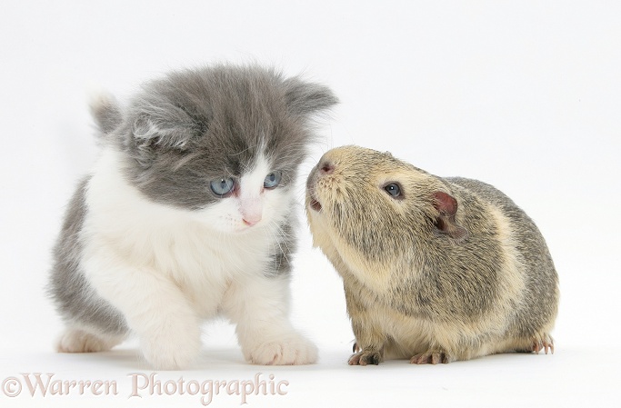 Grey-and-white kitten with a Guinea pig, white background