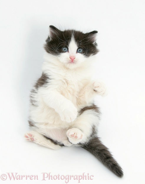 Black-and-white kitten rolling on its back, white background