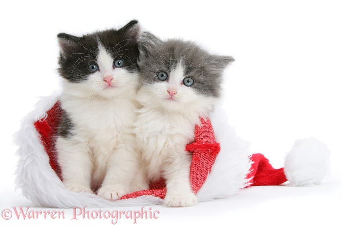 Black-and-white and grey-and-white kittens in a Father Christmas hat, white background