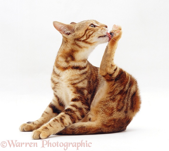 Brown marble Bengal cat licking its hind foot, white background