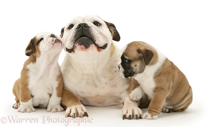 Bulldog mother and puppies, white background