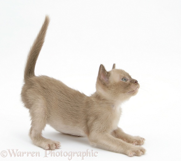 Burmese kitten, 7 weeks old, about to leap, white background