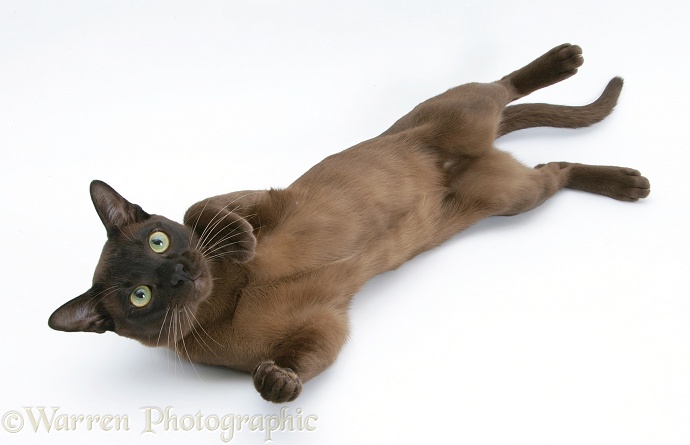Burmese male cat, Murray, 9 months old, lying on his back, white background