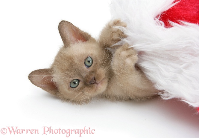 Burmese kitten in a Father Christmas hat, white background