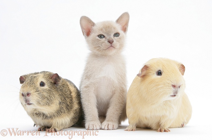 Burmese kitten, 7 weeks old, and two guinea pigs, white background