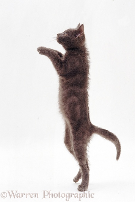 Grey kitten reaching up, white background