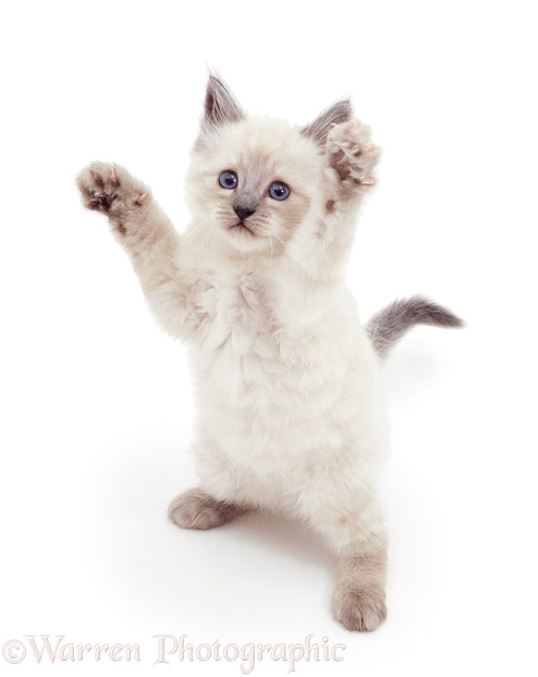 Colourpoint kitten reaching up, white background